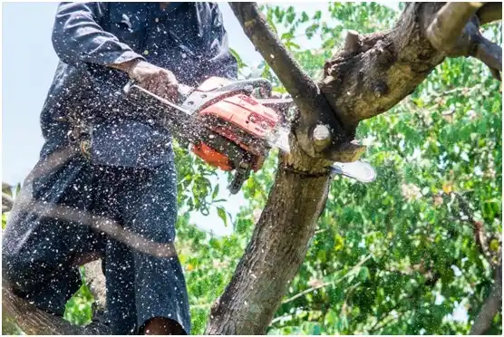 tree services Biron